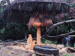 -上海野生动物园