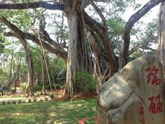 -瑞丽独树成林风景区