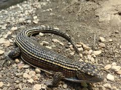 -帕帕拉兹宠物(亚洲旗舰店)