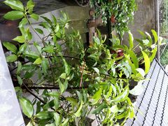 android_upload_pic-龙井村