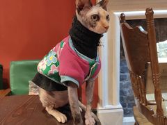 妖姬-猫色咖啡·猫咖