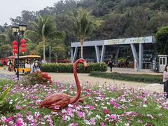 -野狸岛