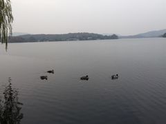 -西湖外事游船(花港观鱼码头)