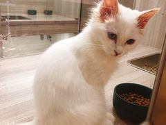 -飞行喵MR PILOT|猫舍·猫咖(静安大融城店)