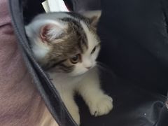 -瑞派天宁宠物医院·猫科·异宠中心