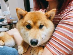 -逗柴咖啡屋·狗咖猫咖宠物桌游
