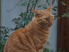-喵屿·大理花园猫咖