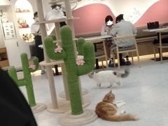 -喵园·猫主题咖啡厅·撸猫·猫咖(国贸店)
