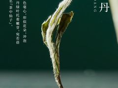 -沉瓯 福鼎白茶(洛川中路店)