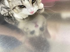 -瑞派名望志远动物医院·猫科·內科·异宠专科(直港大道店)