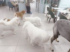 -安格丽娜·狗咖·猫咖羊驼咖(春熙路百盛商场店)