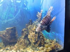 -烟台海昌鲸鲨海洋公园