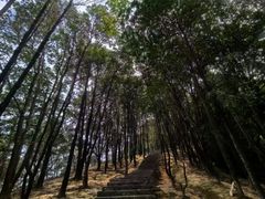 -火炉山森林公园