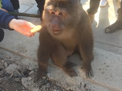 -峨嵋山金顶