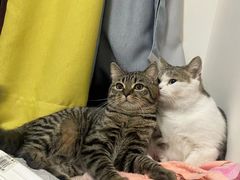-猫爷宠物生活馆·撸猫馆