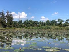 -上海长兴岛郊野公园