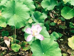 -贵阳市花溪国家城市湿地公园