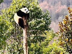 -卧龙中华大熊猫苑神树坪基地