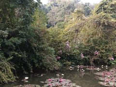 -野象谷景区