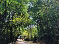 -风云岭森林公园