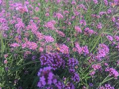 -羊亭河湿地公园