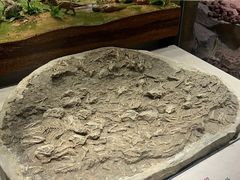 -辽宁古生物博物馆