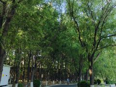 -丁香湖公园