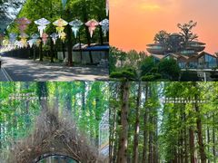 -日照海滨国家森林公园