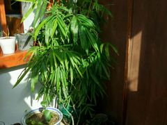 景观位-铃木食堂(帽儿胡同店)