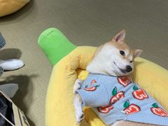 -逗柴咖啡屋·狗咖猫咖宠物桌游