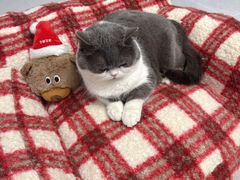 -心仪动物医院·牙专科·肿瘤·心脏科(西客站院)