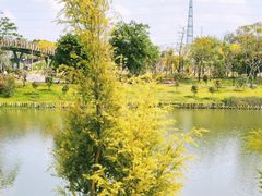 -王借岗森林公园