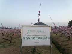 -田园东方蜜桃村的田野营地