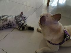 -平行世界·猫咖(首经贸店)