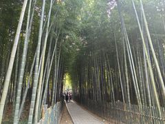 -树山生态村