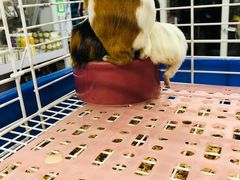 -钓仓鼠(洋桥北里小区店)