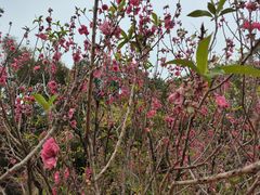 -南国桃园旅游度假区