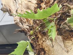 -孝丰南门锅贴(南街店)