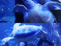 -左海海底世界