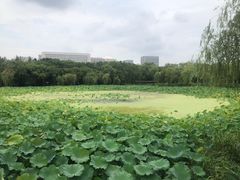 -高子水居