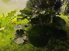 -陶缘一号·四季缘·老字号顺德菜·户外婚礼家宴(西滘店)
