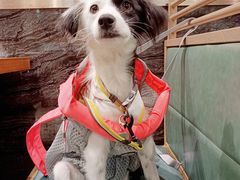 -爱侣宠医·鹦鹉专科·小型哺乳类·异宠专科(灵石路店)