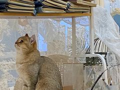 -共舞时光猫咖·狗咖(新街口店)