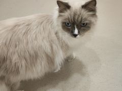 -共舞时光猫咖·狗咖(新街口店)