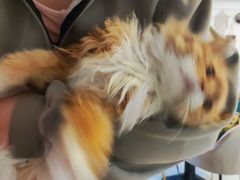 -平行世界·猫咖(首经贸店)