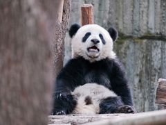 -成都大熊猫繁育研究基地