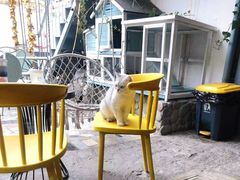 -喵屿·大理花园猫咖