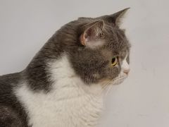 -柴迷FANS CLUB·柴犬狗咖·猫咖