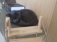 -飞行喵MR PILOT|猫舍·猫咖(静安大融城店)