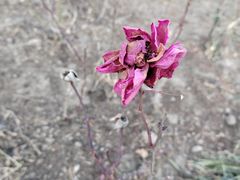 -清华大学玉泉医院